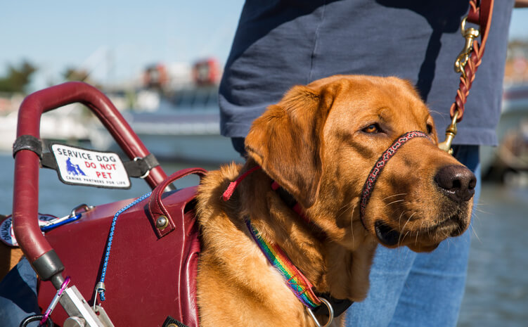 service dog