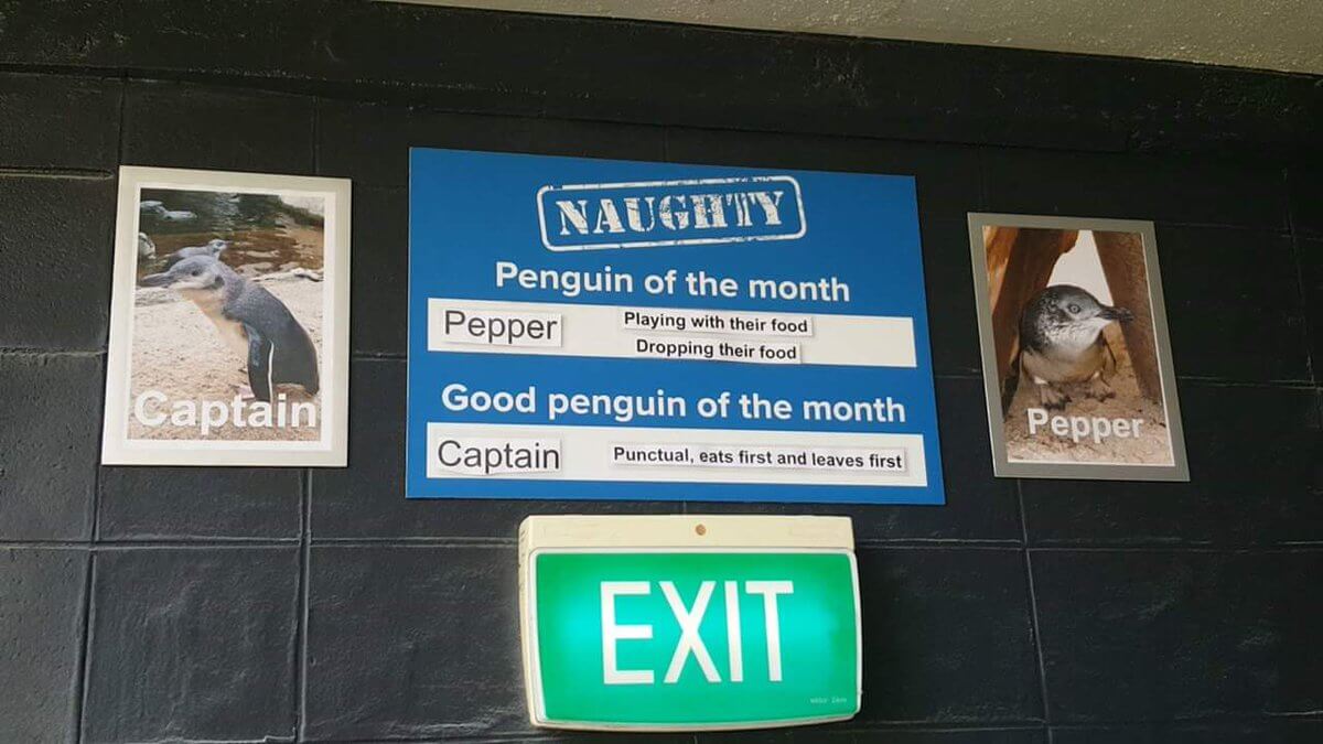 the naughty penguins