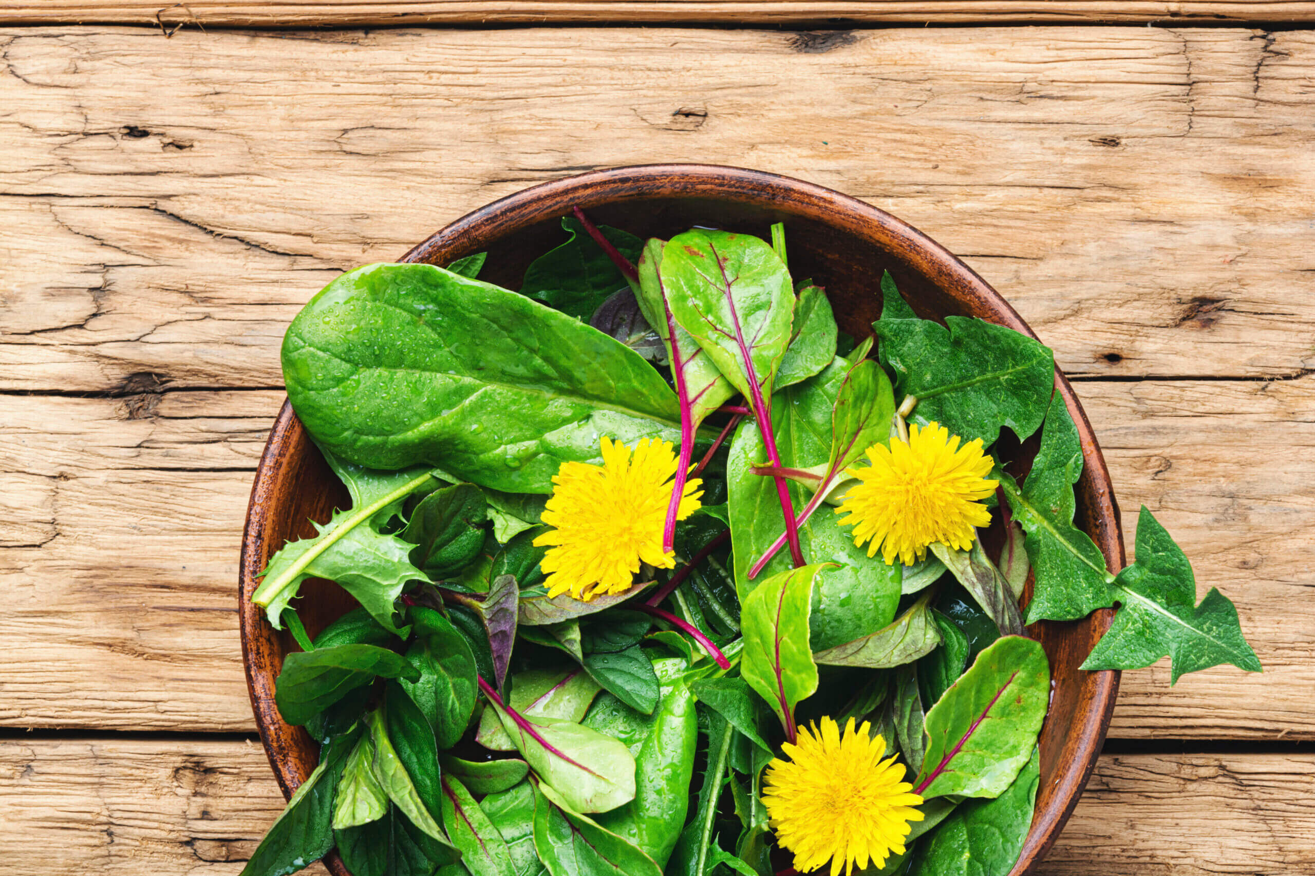 Salad with greens and dandelions.Spring salad with spinach and dandelion.