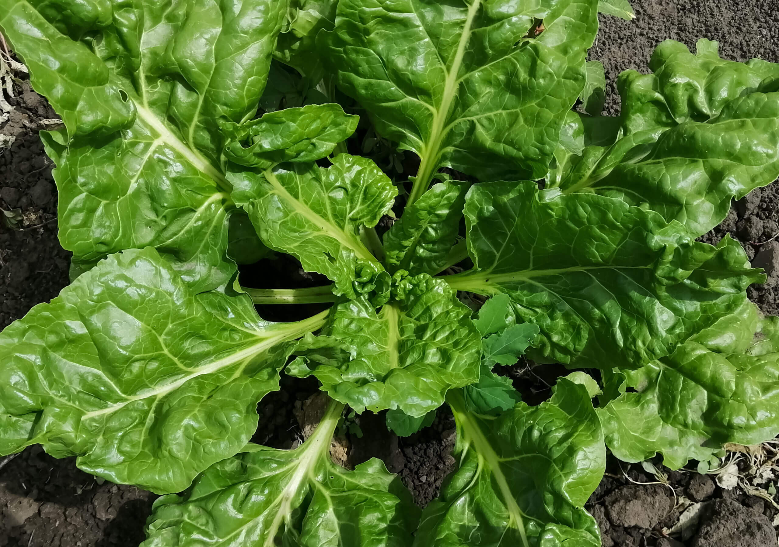 green turnip leaves in the garden. Radish casting. A large white turnip grows in the garden.