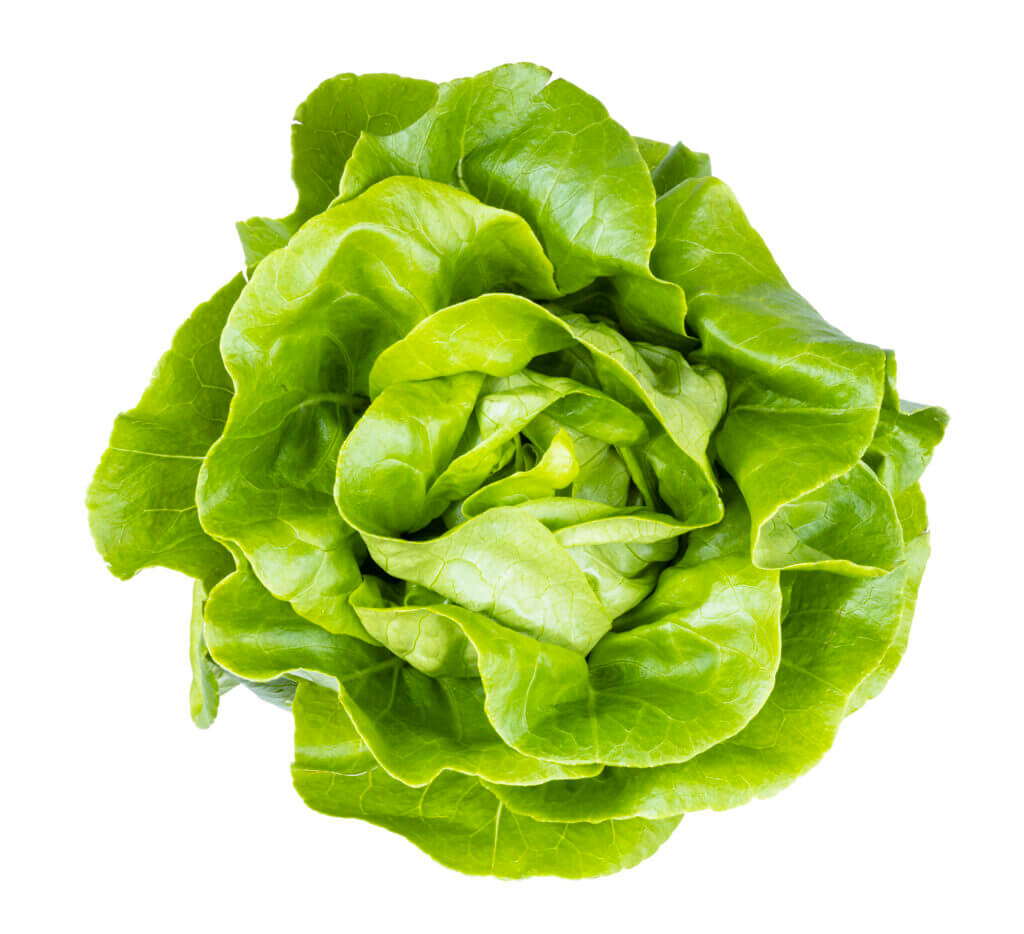 lettuce