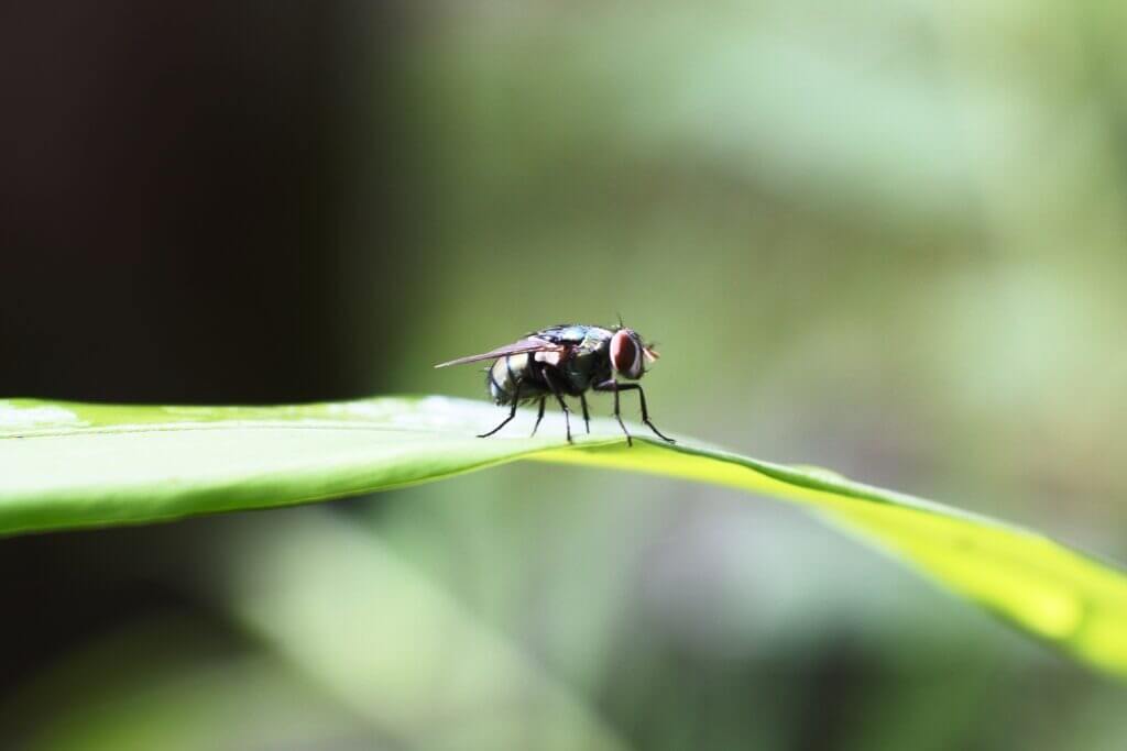 fly on leaf