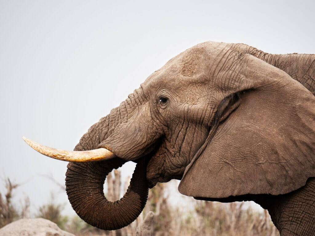 Elephants at a waterhole in Botswana.