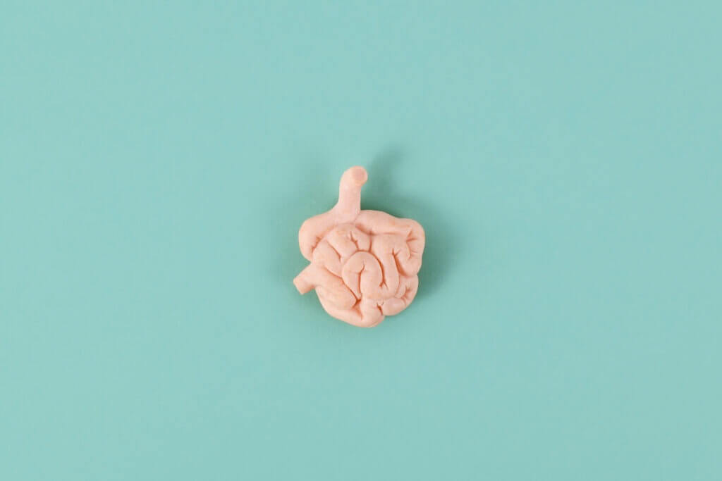 Human small intestine organ model on blue background