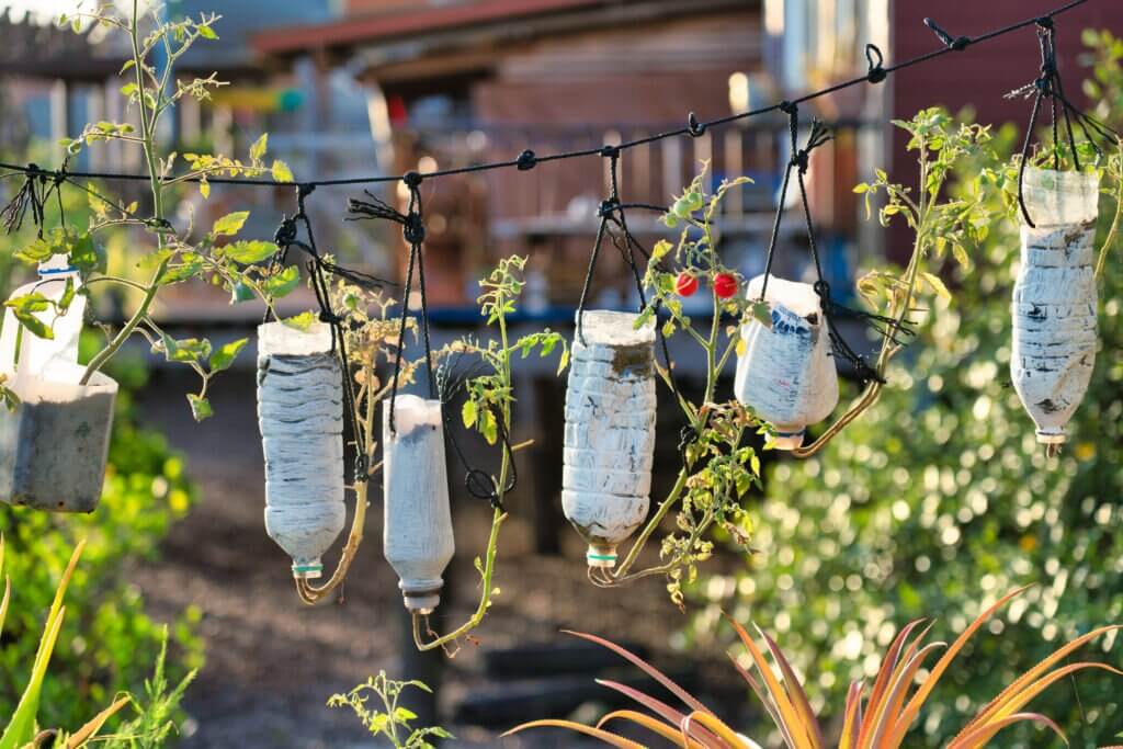 Organic tomato plants growing from recycled plastic water bottles