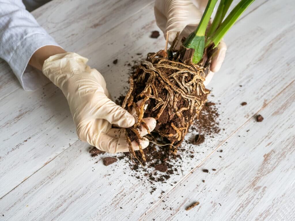 A gloved hand shows the damaged diseased orchid roots on the table. 