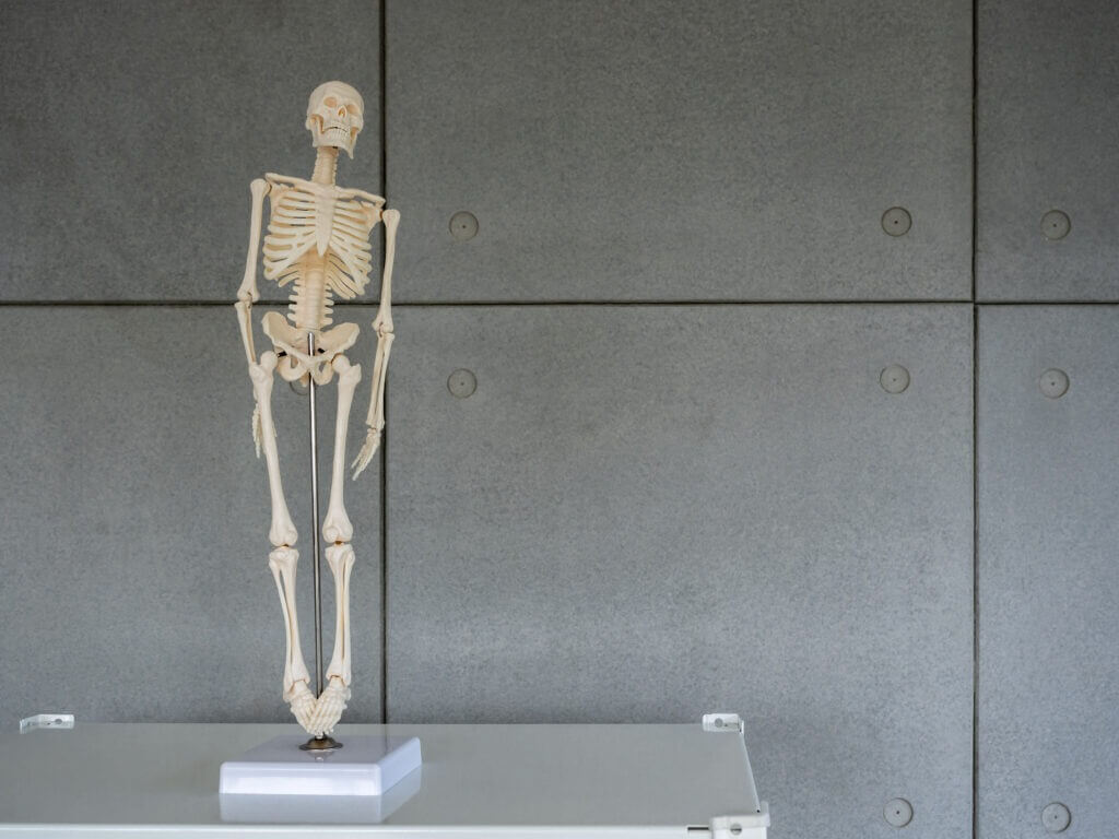 Small body of artificial human skeleton model with stand, front view on shelf on cement wall