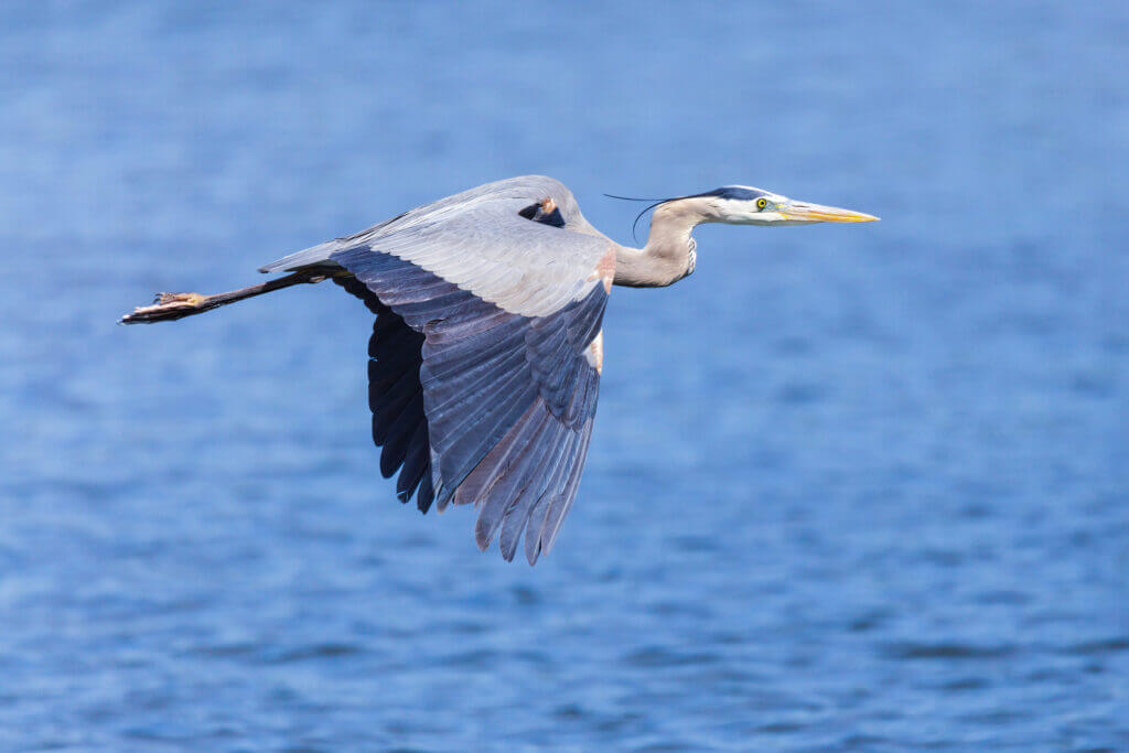 a heron flying