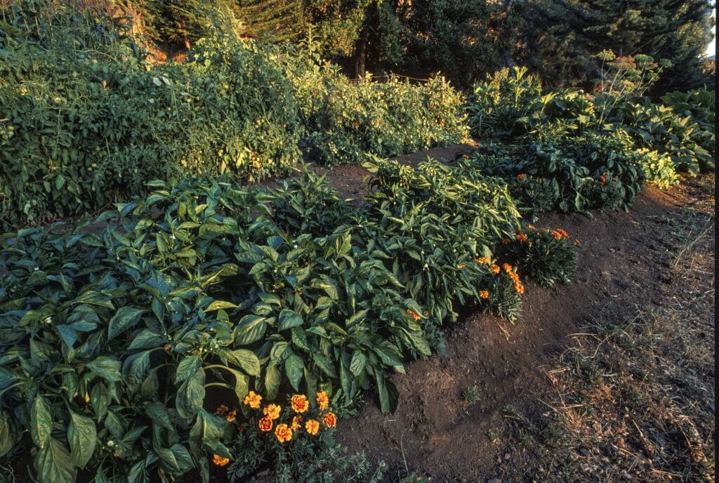 Basil and marigolds with tomatos and squash in the background in on an organic farm. Nothern California.