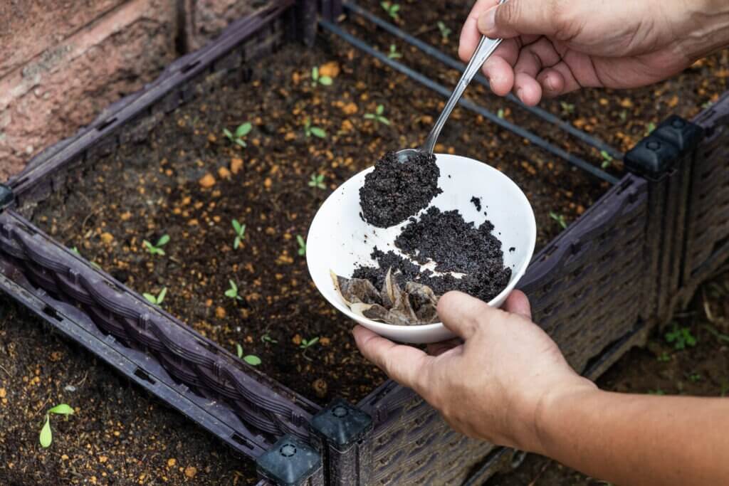 Coffee grounds being added to baby vegetables plant as natural organic fertilizer rich in nitrogen for healthy growth