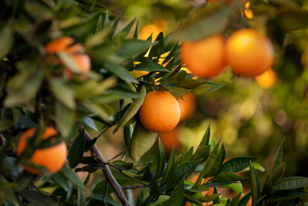 Orange - Fruit, Fruit, Citrus Fruit, Tangerine, Crete