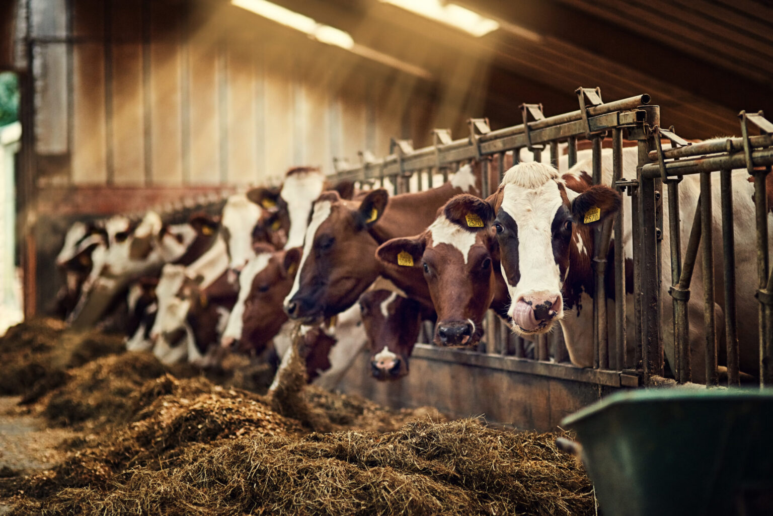 Shot of a group of cows standing inside a pen in a barn