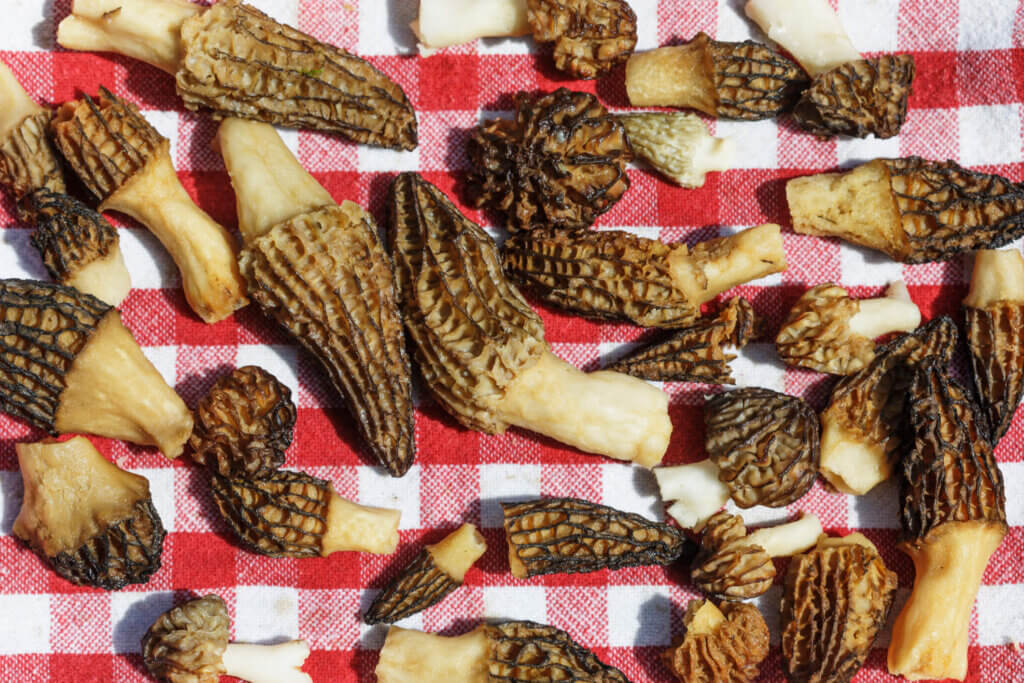 dried morel mushrooms on checkered tablecloth