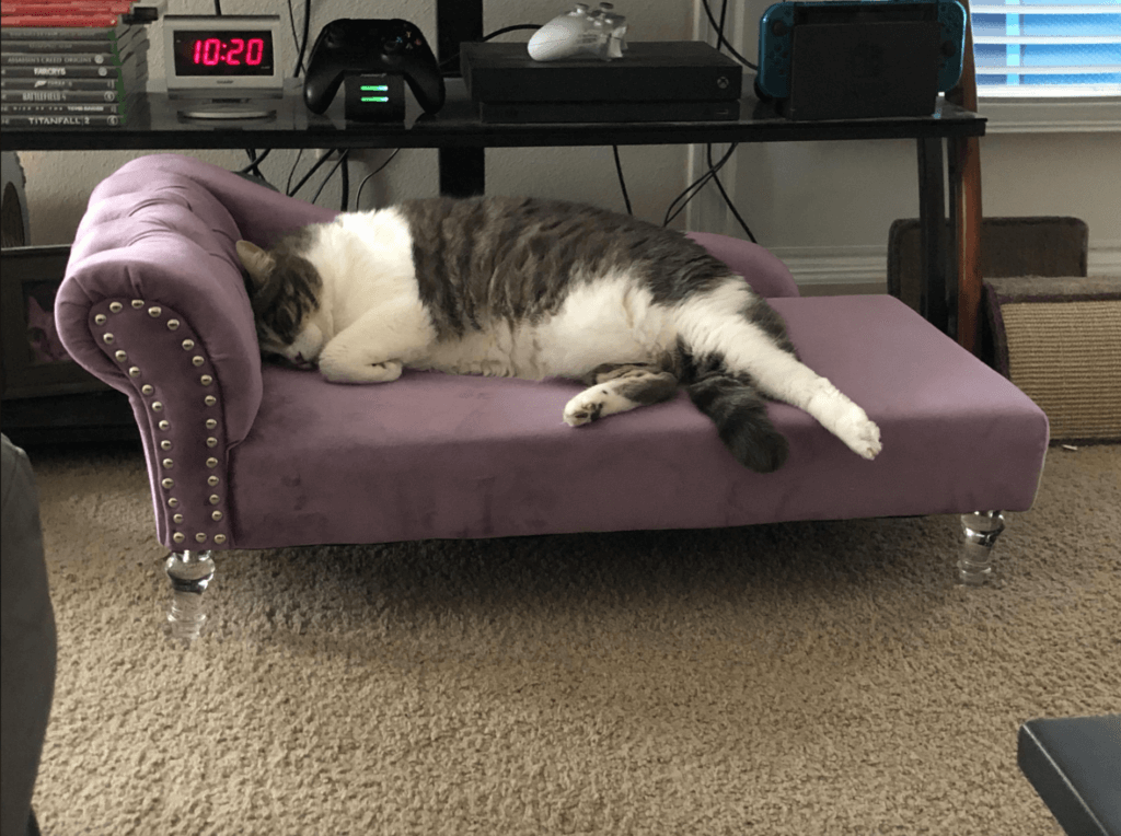 cat lounging on purple chaise lounge chair