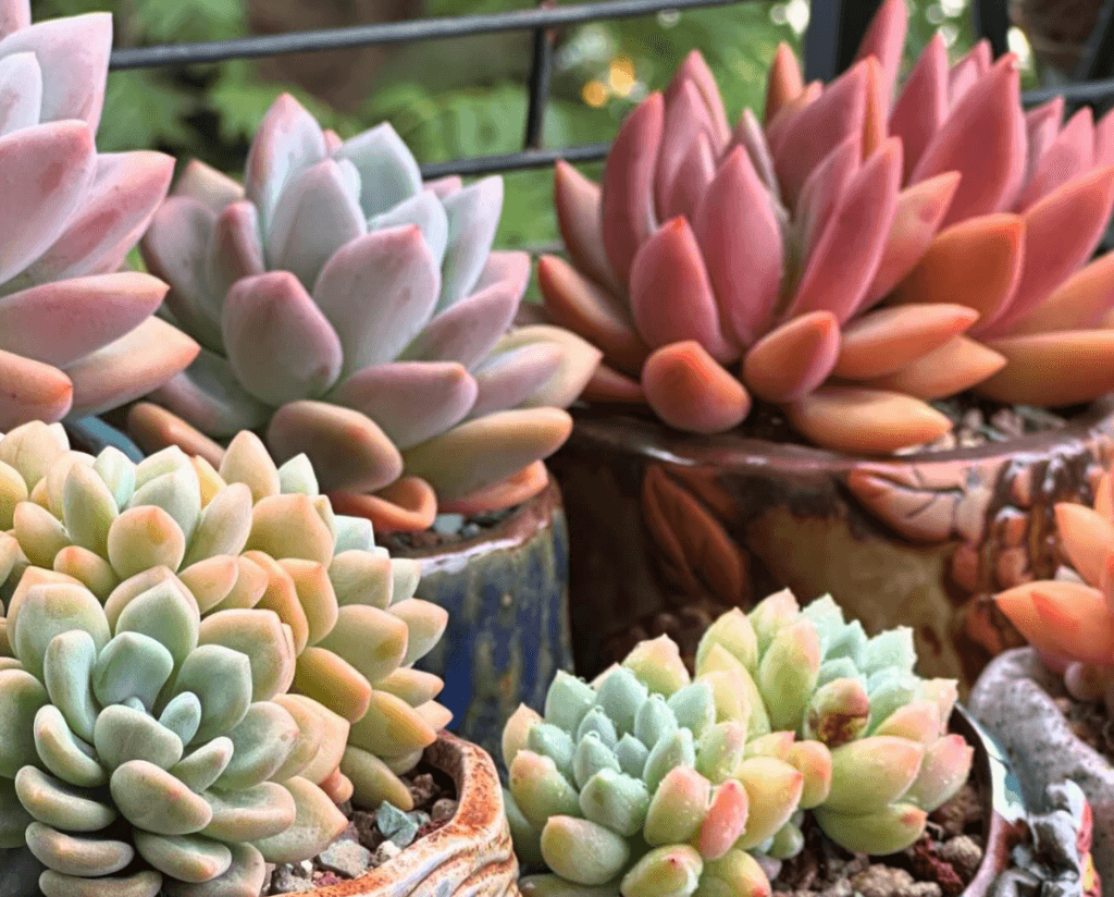 Succulent garden