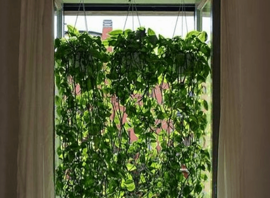 Hanging vines