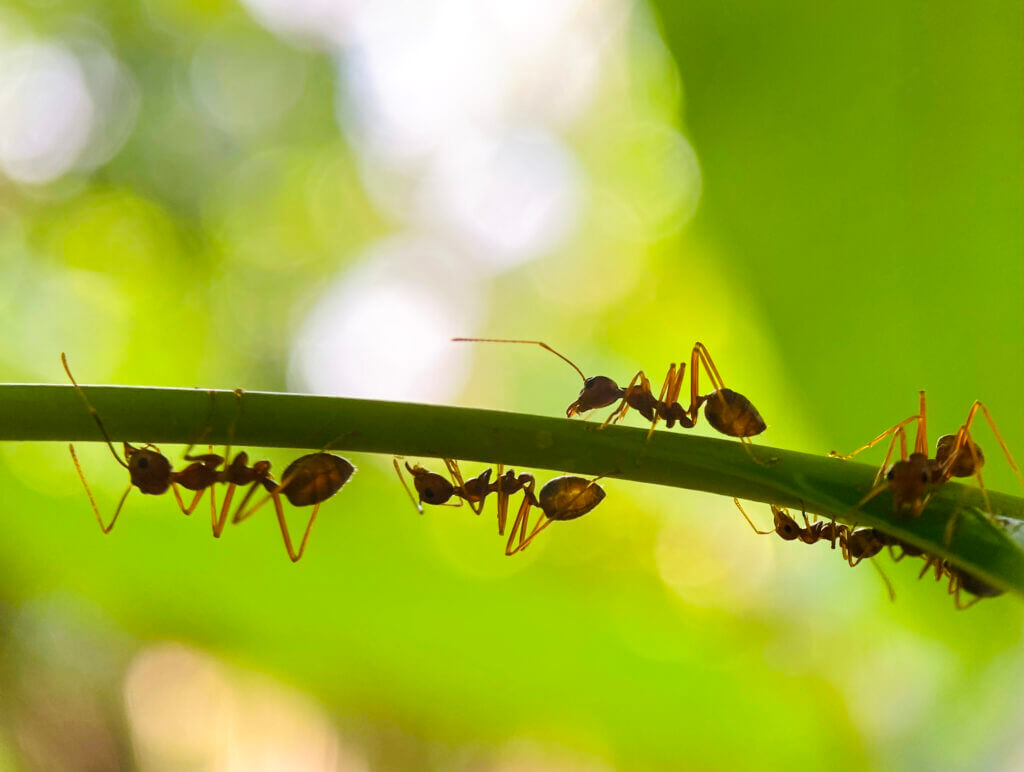 macro red ant is crawling on a branch of a green leaf