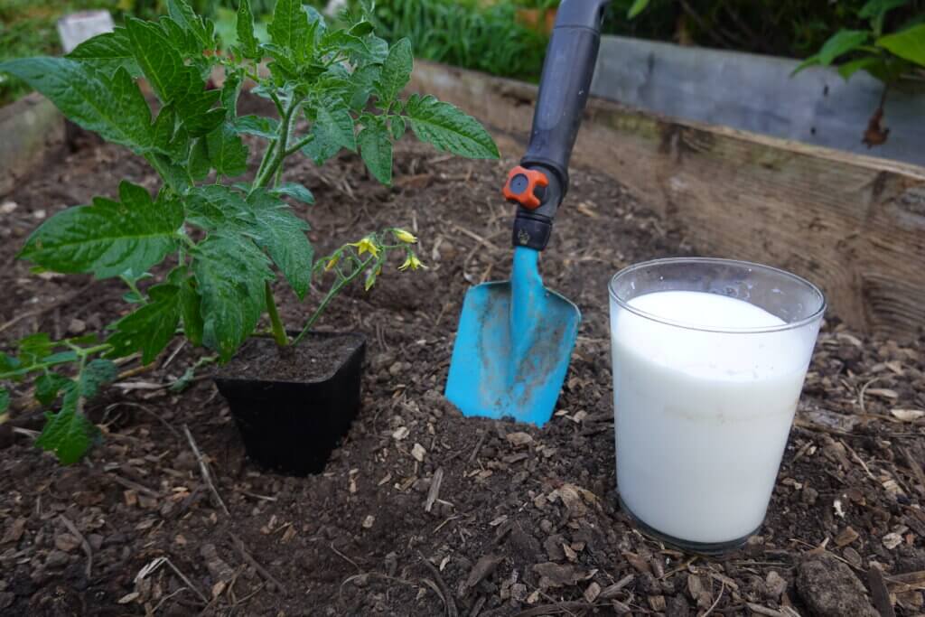 glass of milk for plants, use of milk in the backyard garden. tricks for the vegetable garden. homemade fungicide