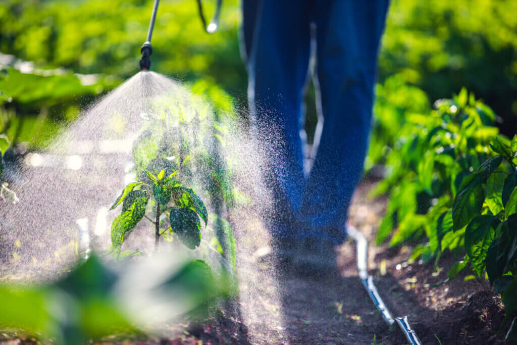 Farmer spraying vegetable green plants in the garden with herbicides, pesticides or insecticides.