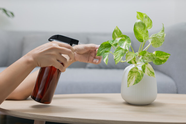 The woman is spraying Liquid fertilizer the foliar feeding on the golden pothos on the wooden table in the living room. The Epipremnum aureum in a white ceramic vase on the wood table in the minimalist room style