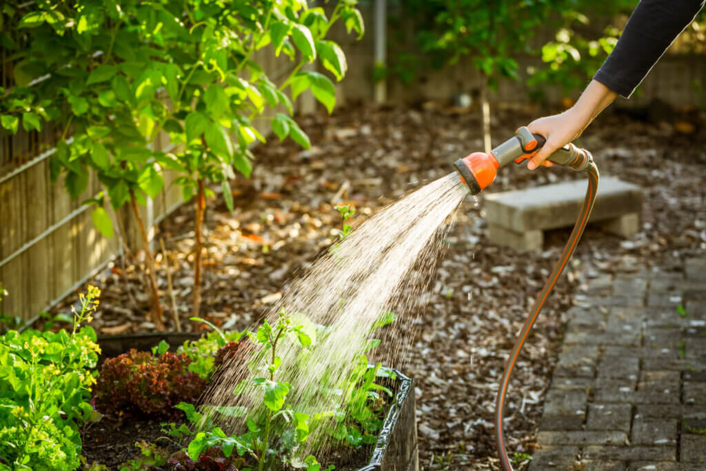 Watering salad in raised bed in garden