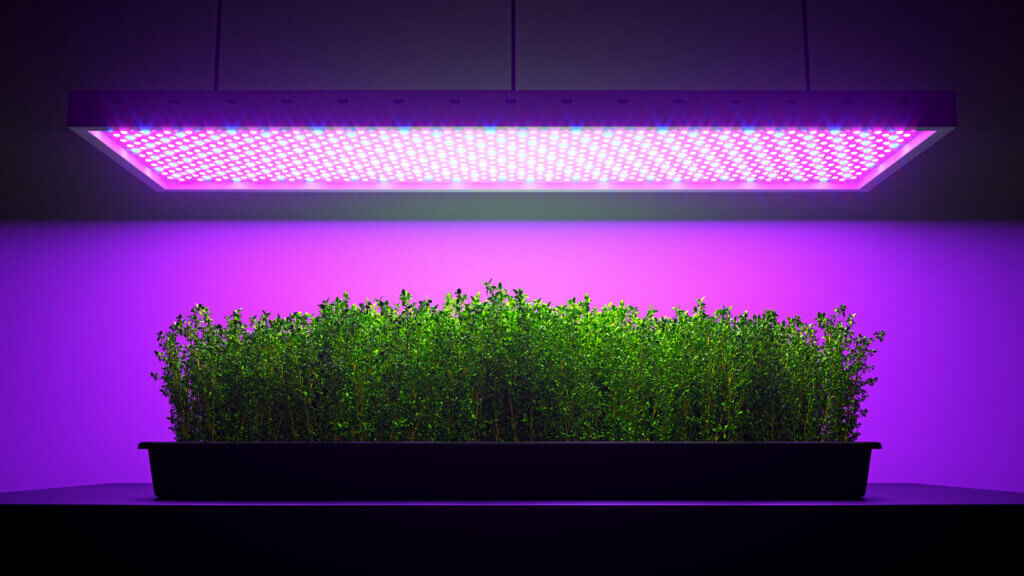 Green thyme plant under LED grow light. 3d illustration