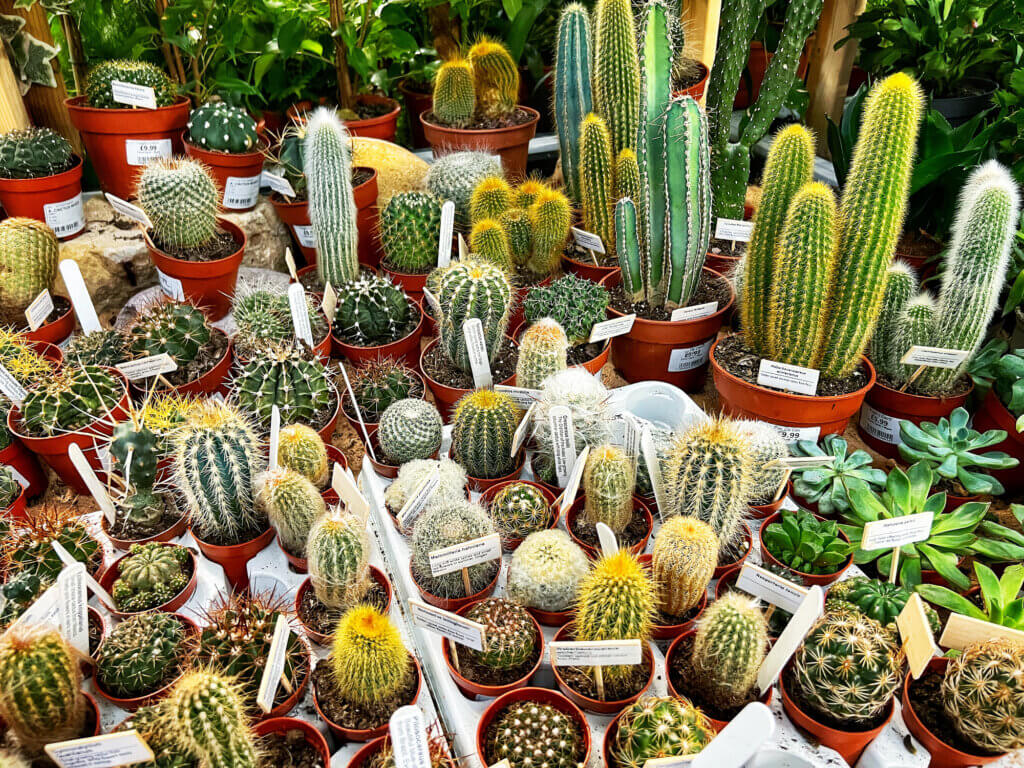 Large collection of cacti at the garden centre store