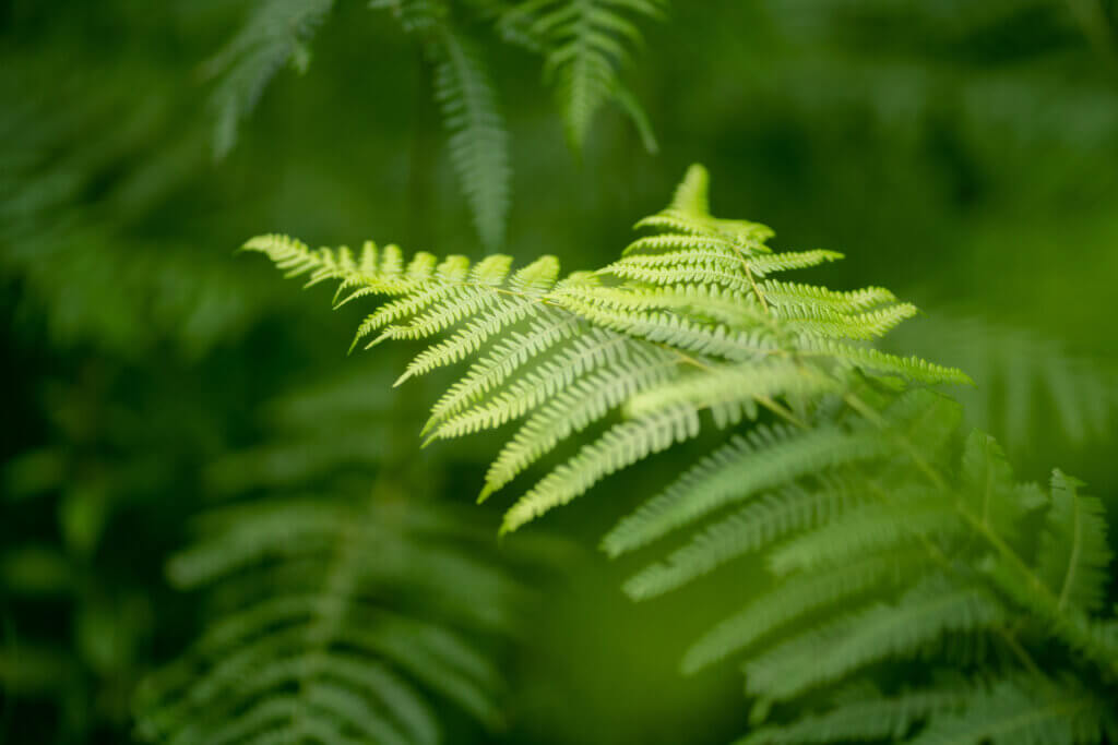 Fern bush