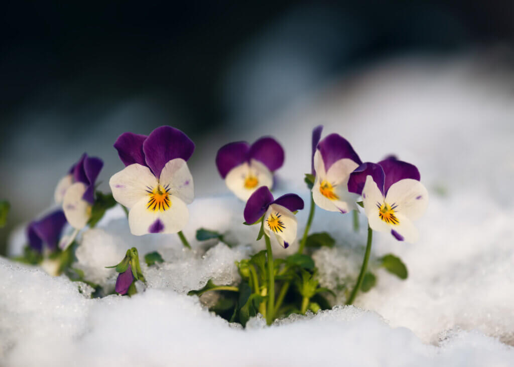 Beautiful colorful horned pansy flowers at springtime in garten with snow. (Viola cornuta) Soft selective focus. Copy space.