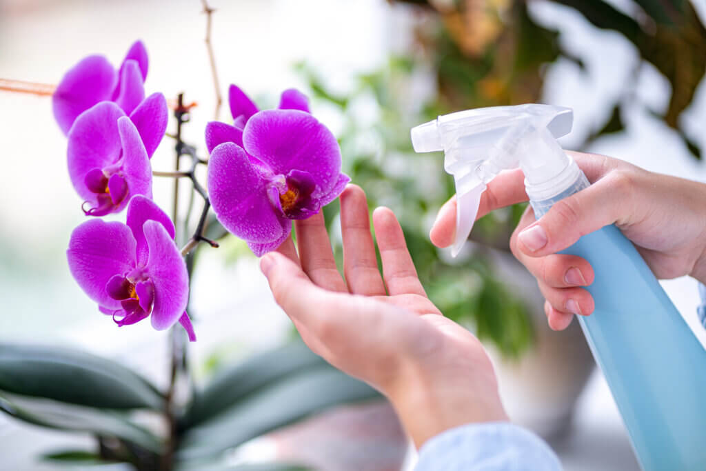 Woman sprays plants in flower pots