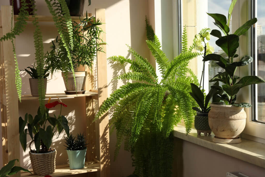 Beautiful houseplants in pots near window indoors. 