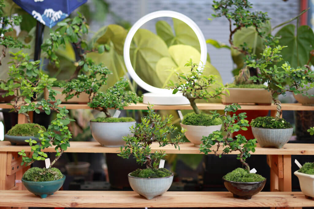 Various beautiful bonsai potted trees are being displayed in a courtyard