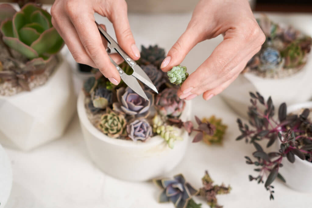 Woman cutting Echeveria Succulent house plant in a pot with mini secateurs.