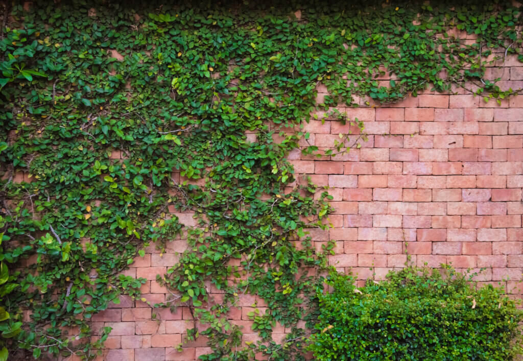 brick wall with ivy plant background