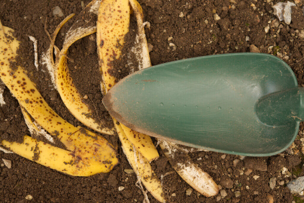 Use banana peels as fertilizer.