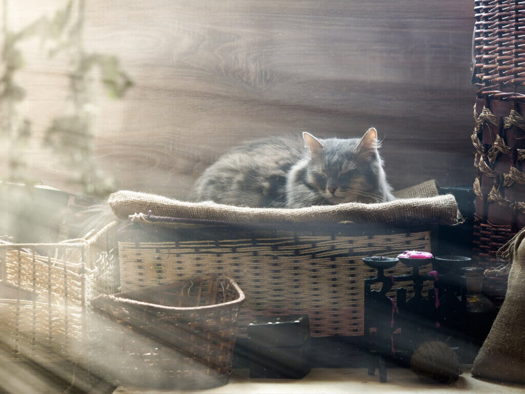 The cat in the attic in the sun. A lot of dust motes in the sun. A place to store things - attic storage. The cat has a rest, enjoy the sun and warmth