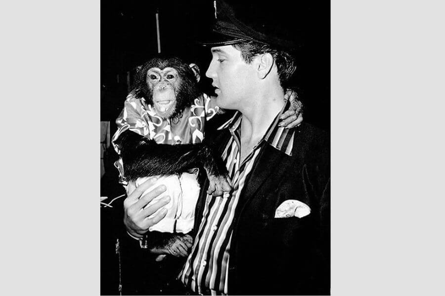 Black and white picture of Elvis Presley holding a chimpanzee in his arms