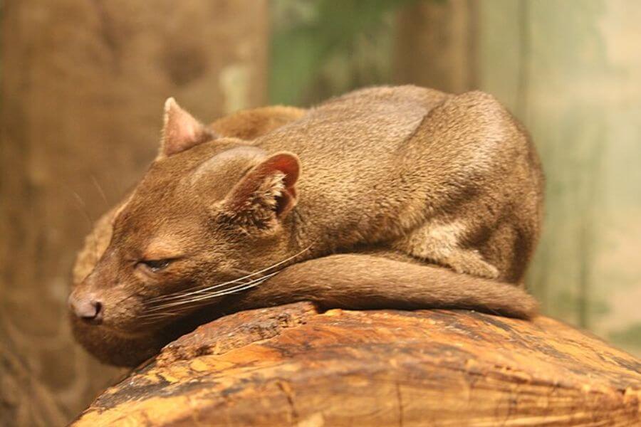 Fossa