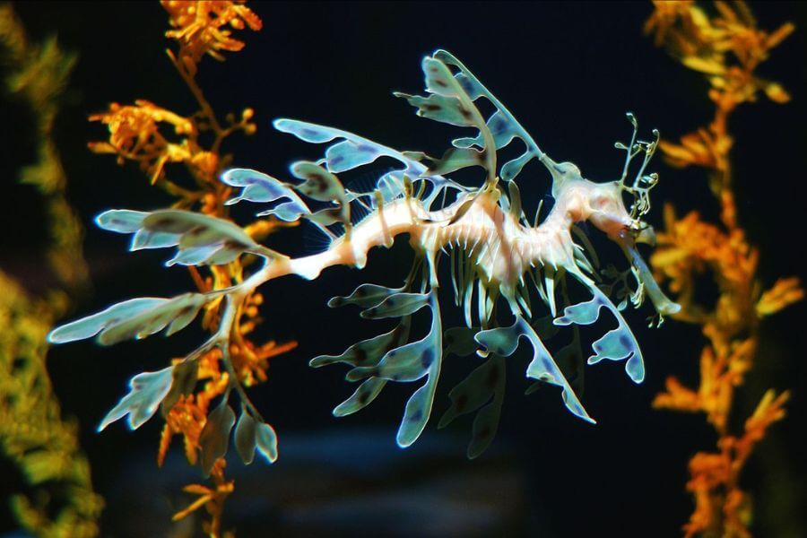 Leafy Sea Dragon