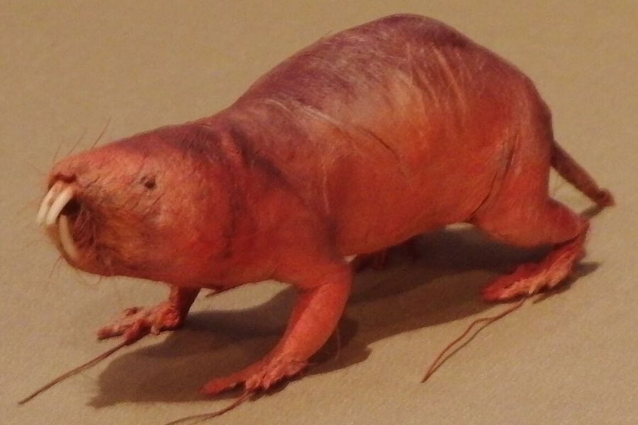 Naked Mole-Rat