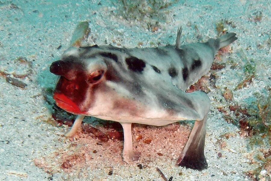 Red-Lipped Batfish