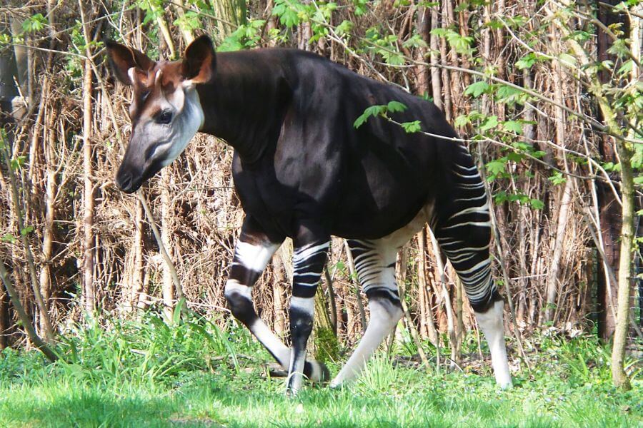 Okapi