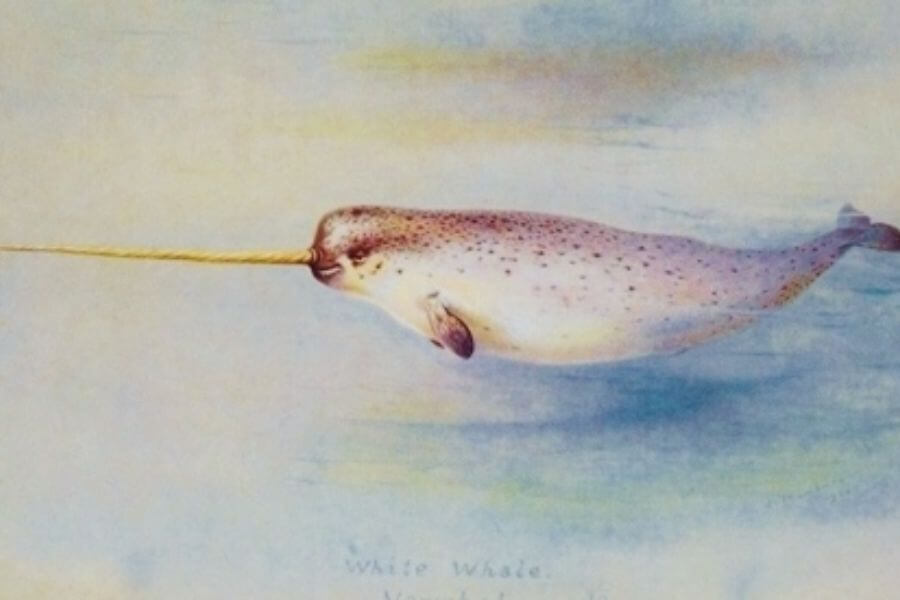 Narwhal