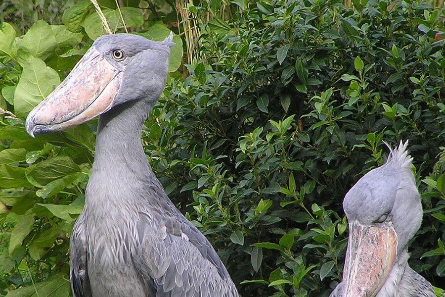 Shoebill Stork