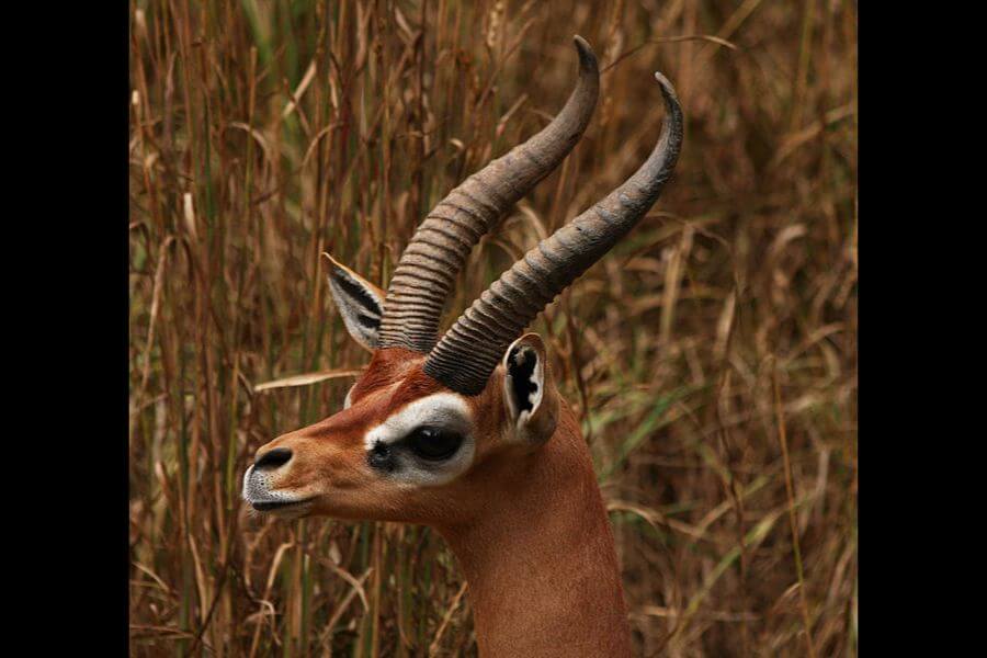 Gerenuk