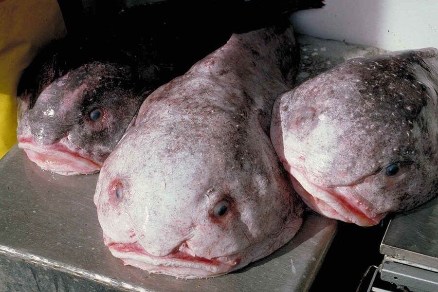 Blobfish