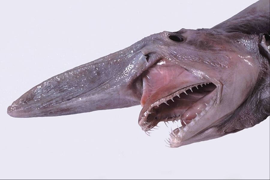 Goblin Shark