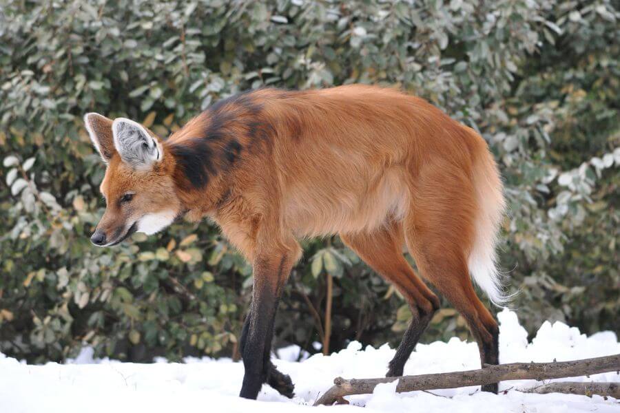 Maned Wolf