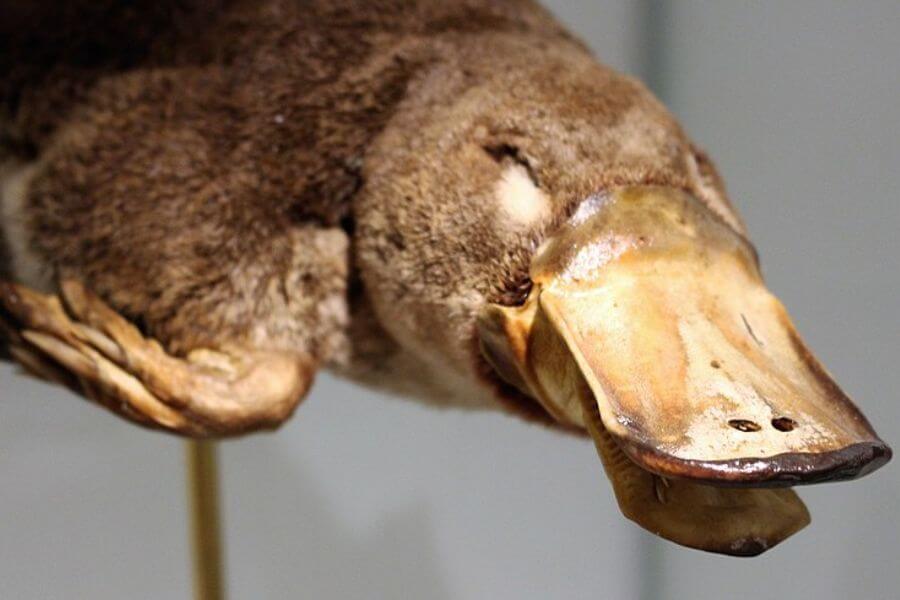 Platypus