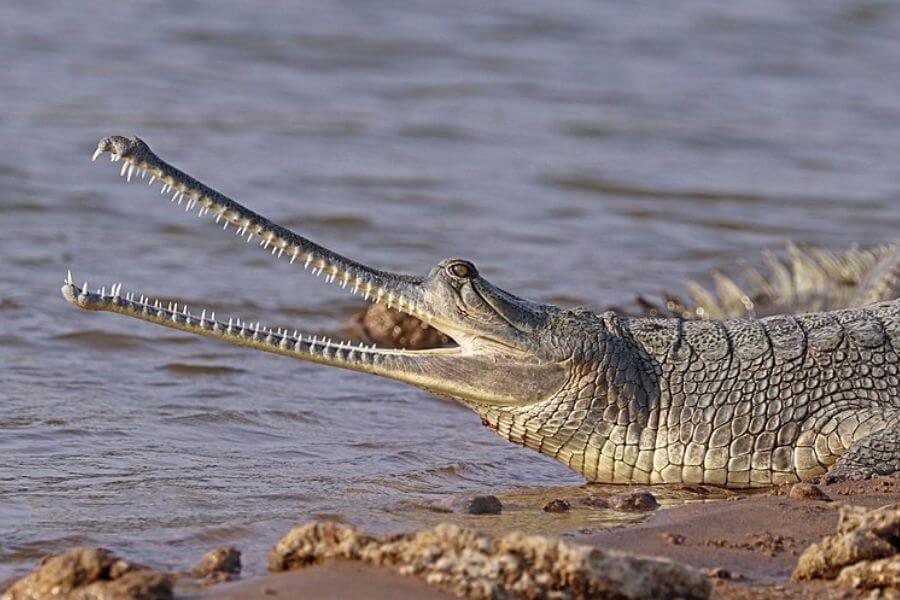 Gharial